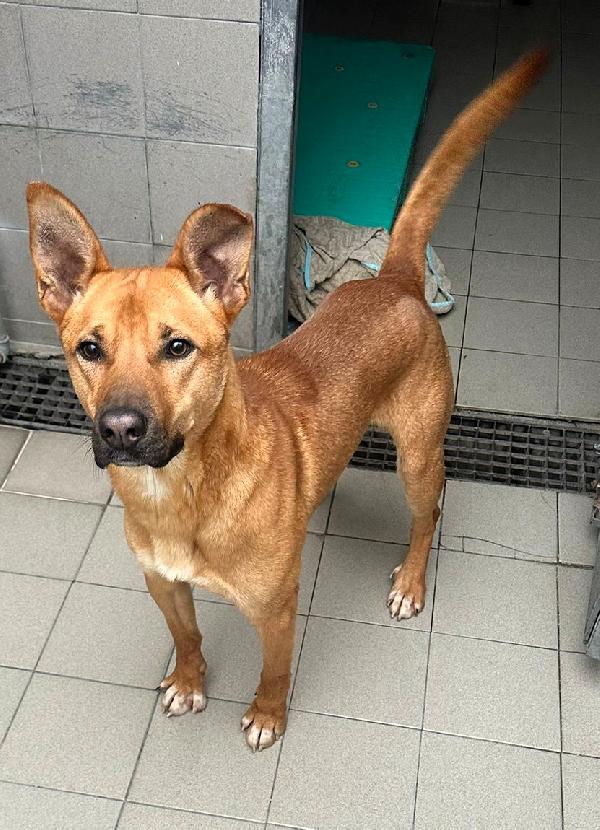 SIMBA LUPETTO  Foto 6